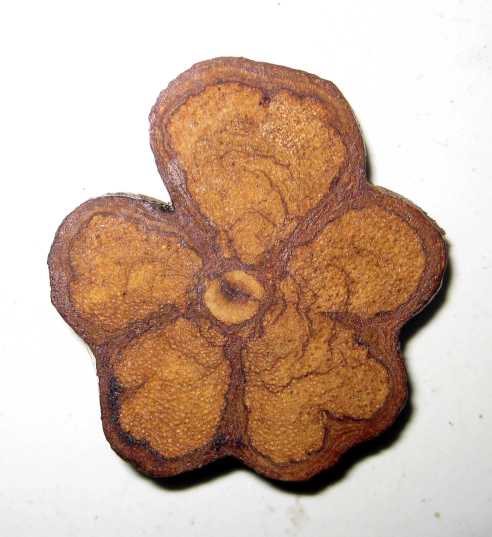 ayahuasua root